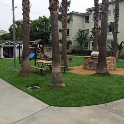 Paw-Friendly Paradise: Loving ASTs Ameripet Turf