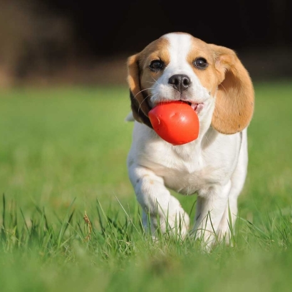 Artificial Grass for Dogs