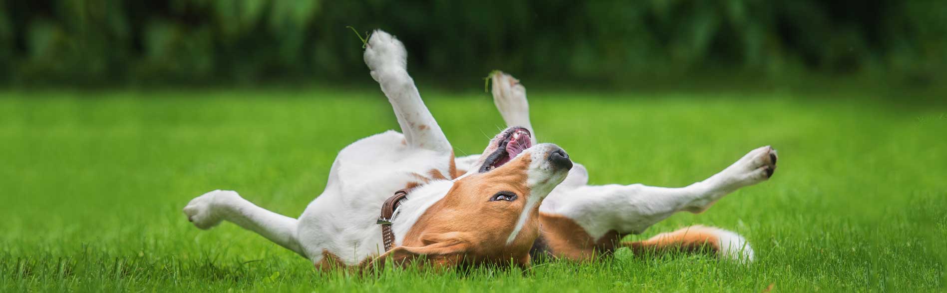 artificial grass for dogs by American Syn-Turf - made in USA